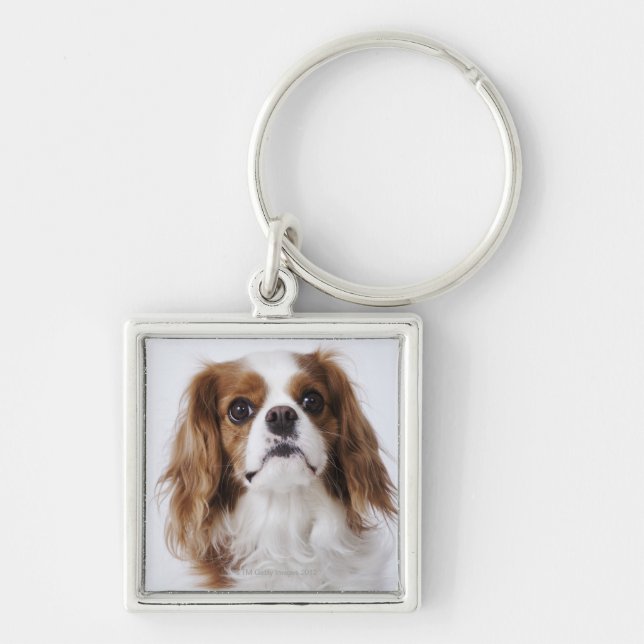 Cavalier King Charles Spaniel sitting in studio Key Ring (Front)