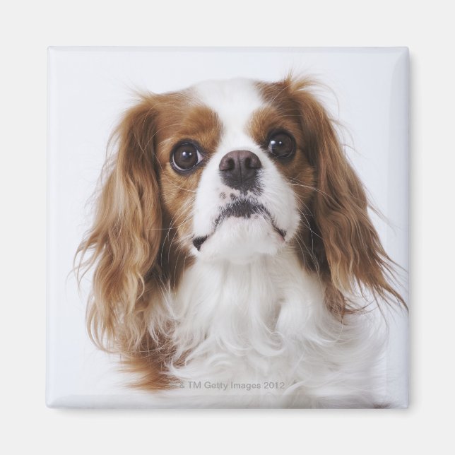 Cavalier King Charles Spaniel sitting in studio Magnet (Front)