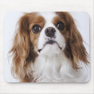 Cavalier King Charles Spaniel sitting in studio Mouse Pad