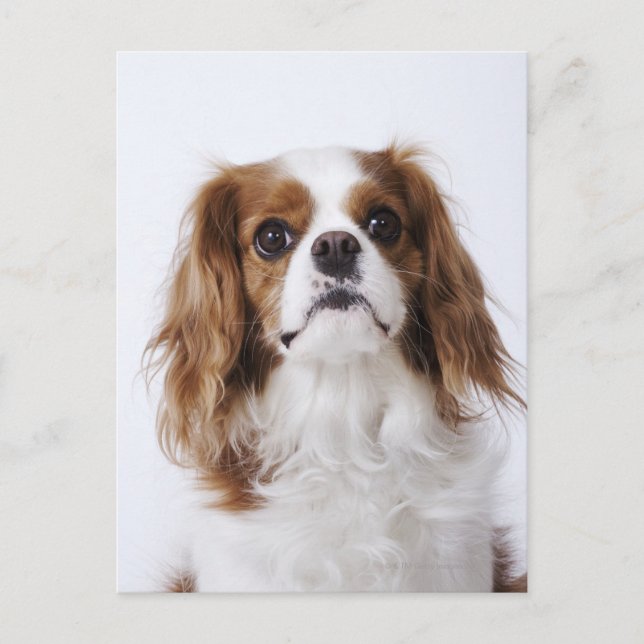 Cavalier King Charles Spaniel sitting in studio Postcard (Front)