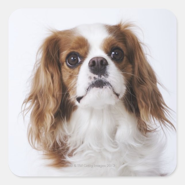 Cavalier King Charles Spaniel sitting in studio Square Sticker (Front)