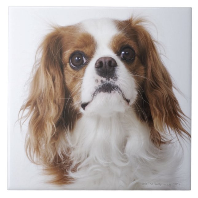 Cavalier King Charles Spaniel sitting in studio Tile (Front)