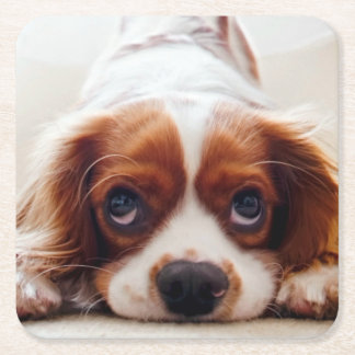 Cavalier King Charles Spaniel Square Paper Coaster