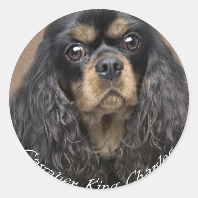 Cavalier King Charles Spaniel Stickers (Front)
