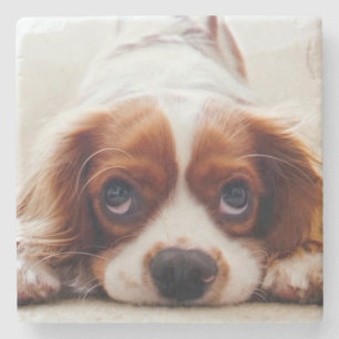 Cavalier King Charles Spaniel Stone Coaster