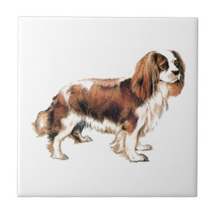 Cavalier King Charles Spaniel Tile
