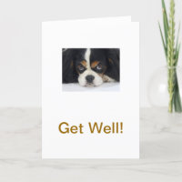 Cavalier King Charles Spaniel Tri Get Well Card