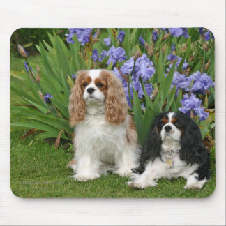 Cavalier King Charles Spaniels in Iris Garden Mouse Pad