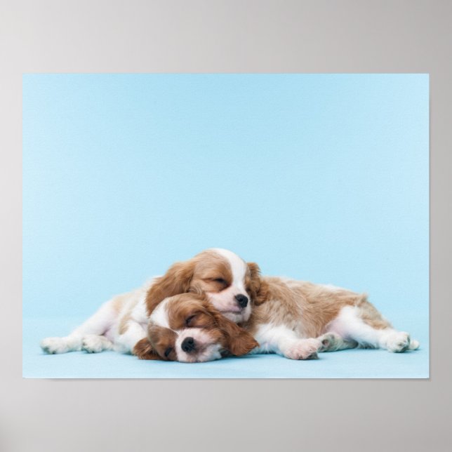Cavalier King Charles Spaniels Sleeping Poster (Front)