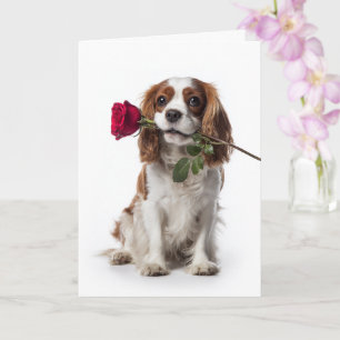 Cavalier King Charles Valentine – Tender Love Card