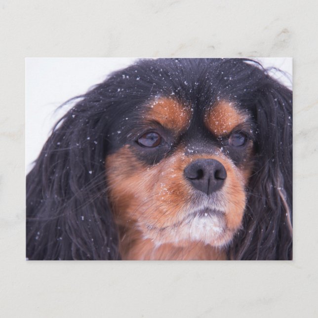 Cavalier King Charles With Snowflakes Postcard (Front)