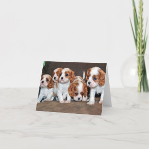 cavalier pups card