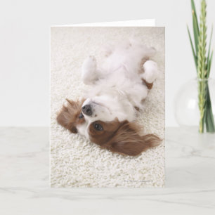 Cavalier showing belly card