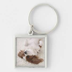 Cavalier showing belly key ring