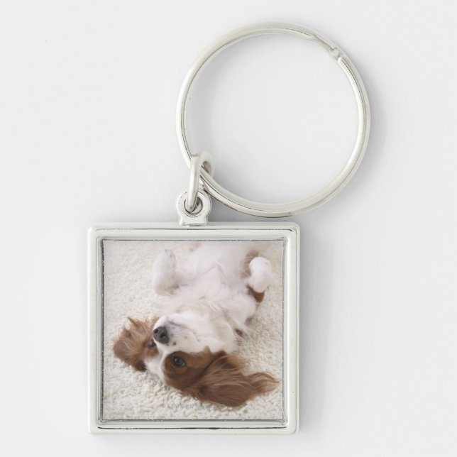 Cavalier showing belly key ring (Front)