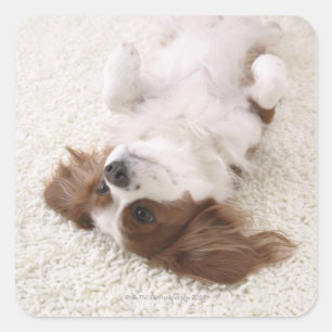 Cavalier showing belly square sticker
