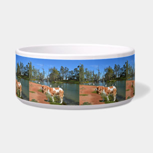 Cavalier Spaniel And Pelicans,