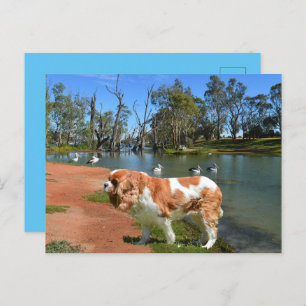 Cavalier Spaniel And Pelicans,   Holiday Postcard