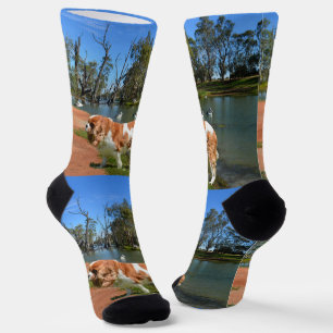 Cavalier Spaniel River Walk, Crew Socks