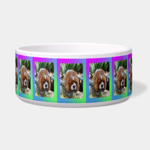 Cavalier Spaniel Sooky Face,