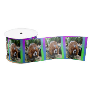 Cavalier Spaniel Sooky Face,   Satin Ribbon