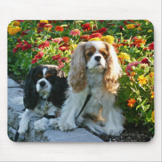 Cavaliers and Zinnias Mousepad
