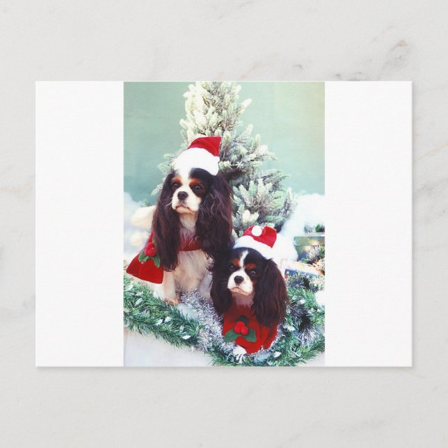 Cavaliers at Christmas Holiday Postcard (Front)