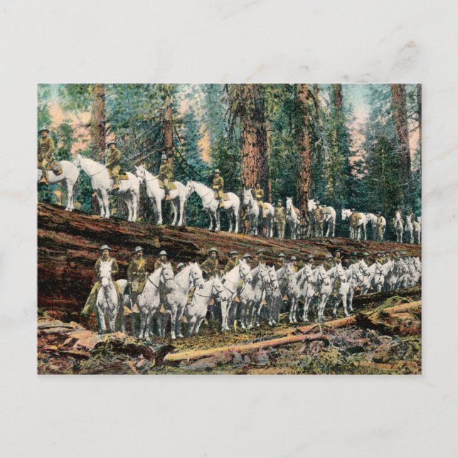 Cavalry Troop on Redwood Tree Vintage Postcard (Front)