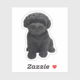  Cavapoo Cavoodle Cockerpoo Puppy black dog