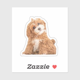 Cavapoo Cavoodle Cockerpoo Puppy Designer dog