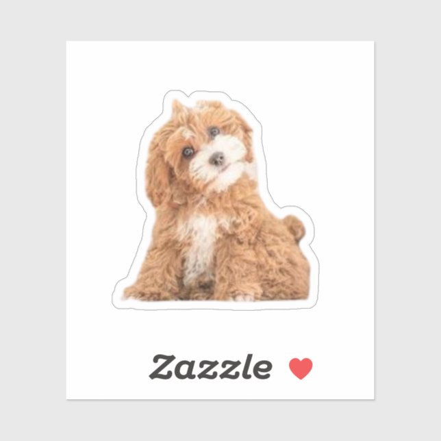 Cavapoo Cavoodle Cockerpoo Puppy Designer dog (Sheet)