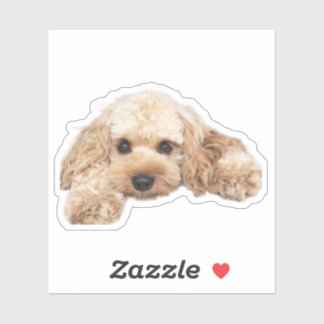 Cavapoo Cavoodle Cockerpoo Puppy Designer dog