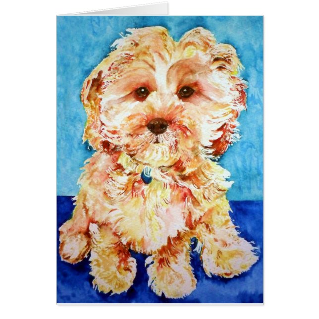 Cavapoo " Ollie". (Front)