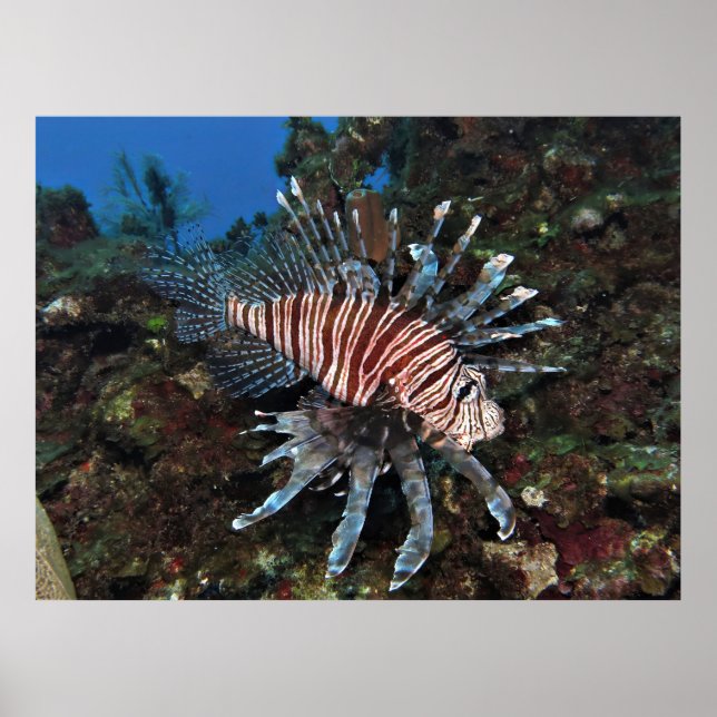 Caye Caulker Lionfish Poster (Front)