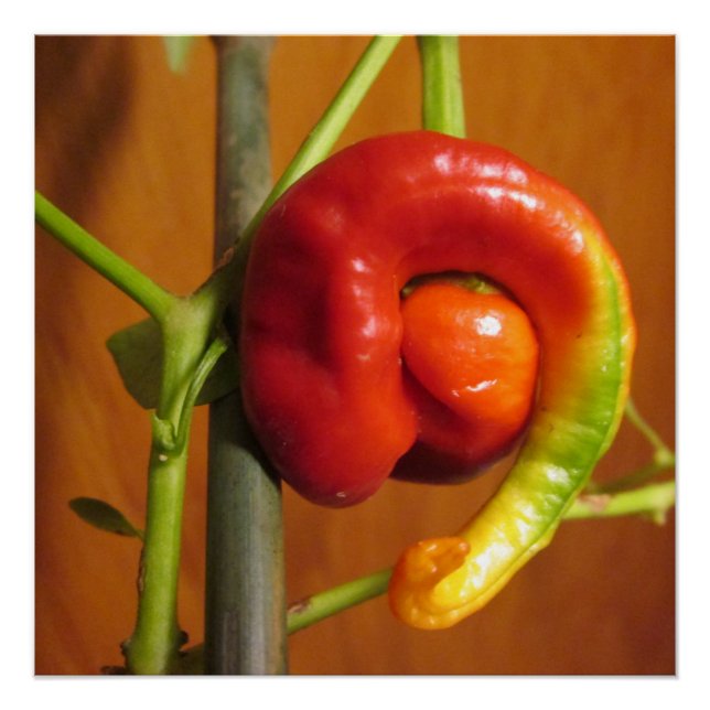 Cayenne Pepper Poster (Front)