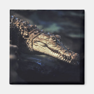 Cayman crocodile magnet