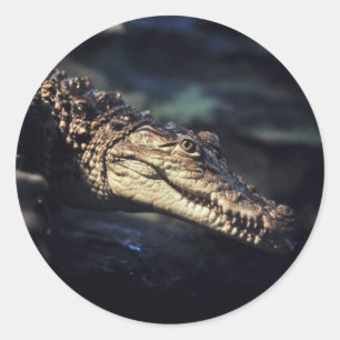 Cayman crocodile sticker