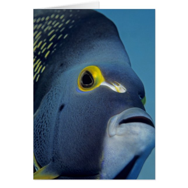 Cayman Islands, French Angelfish Pomacanthus (Front)