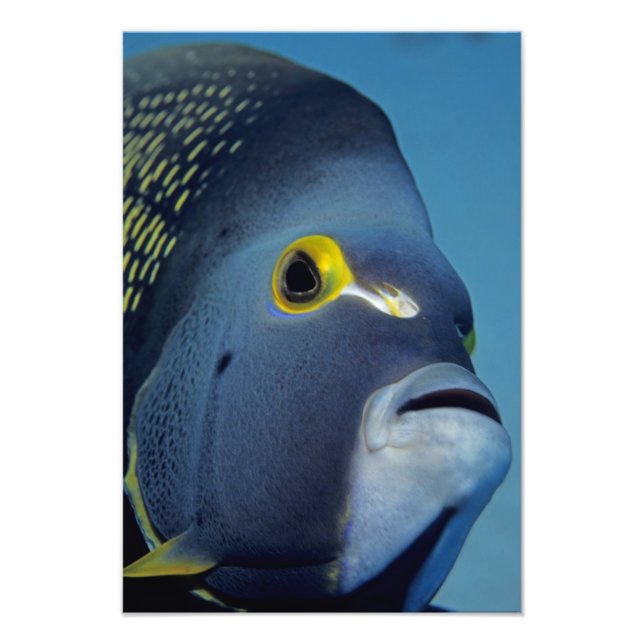 Cayman Islands, French Angelfish Pomacanthus Photo Print (Front)