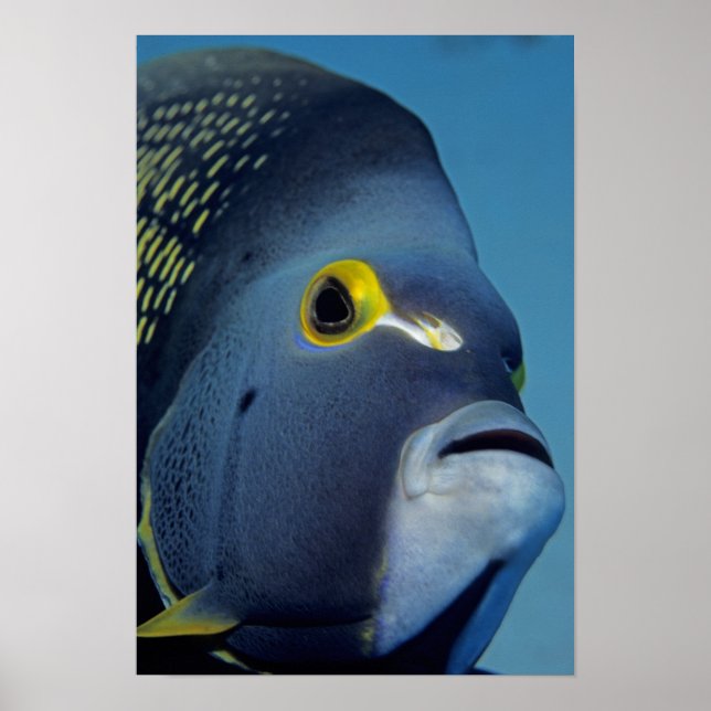 Cayman Islands, French Angelfish Pomacanthus Poster (Front)