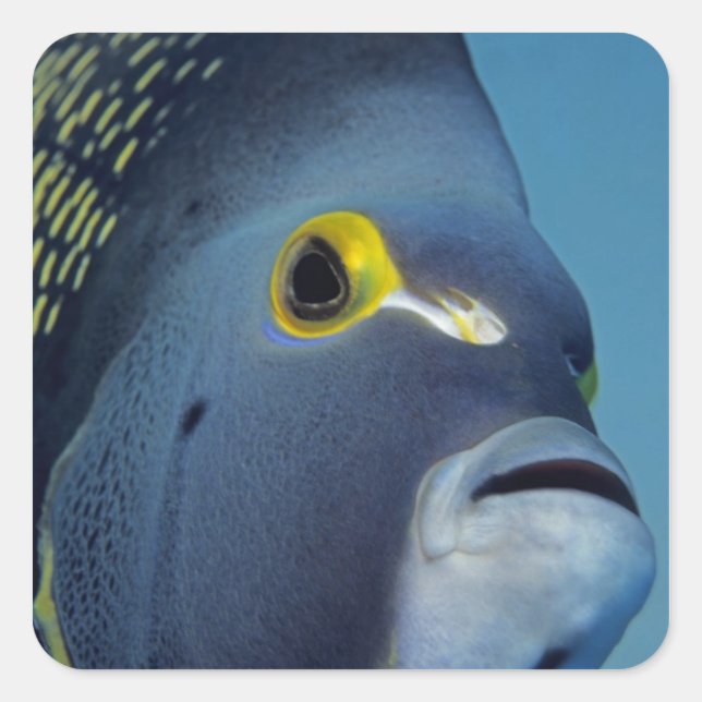 Cayman Islands, French Angelfish Pomacanthus Square Sticker (Front)