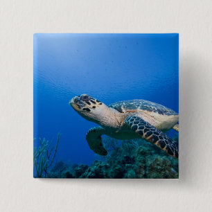 Cayman Islands, Little Cayman Island, Underwater 2 15 Cm Square Badge
