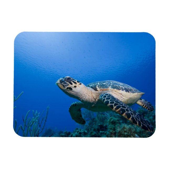 Cayman Islands, Little Cayman Island, Underwater 2 Magnet (Horizontal)