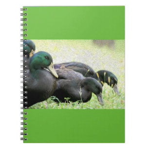 Cayuga Black Ducks Fine Art Notebook