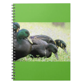 Cayuga Black Ducks Fine Art Notebook