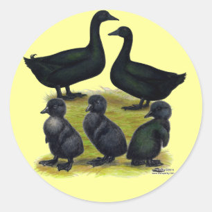 Cayuga Duck Family Classic Round Sticker