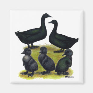Cayuga Duck Family Magnet