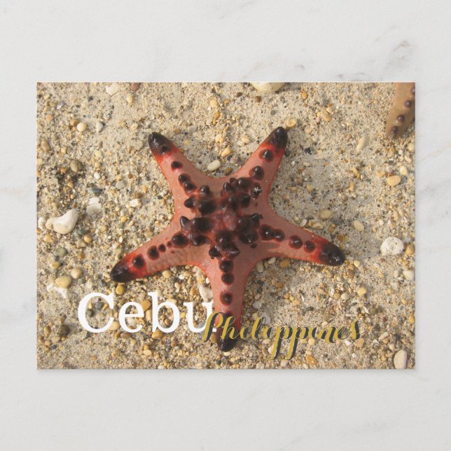 Cebu Philippines Tiger Starfish Postcard (Front)