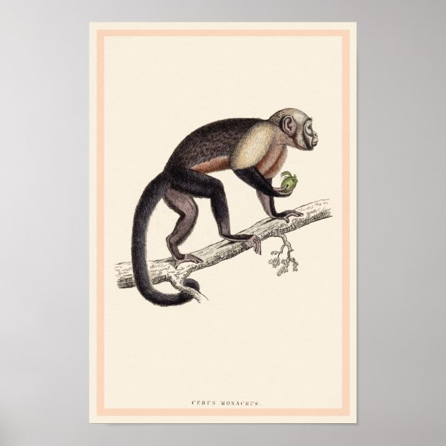 CEBUS MONACHUS MONKEY PRINT (Front)