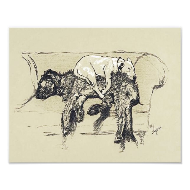 Cecil Aldin 1902 "Lazy Dogs Sleeping on Couch" Photo Print (Front)